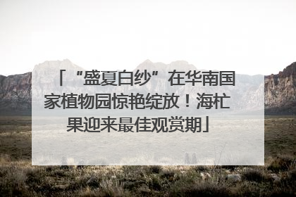 “盛夏白纱”在华南国家植物园惊艳绽放！海杧果迎来最佳观赏期