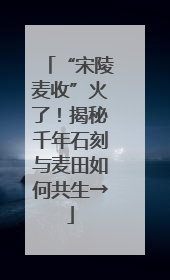 “宋陵麦收”火了！揭秘千年石刻与麦田如何共生→