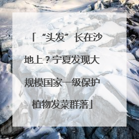 “头发”长在沙地上？宁夏发现大规模国家一级保护植物发菜群落