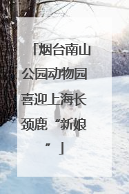 烟台南山公园动物园喜迎上海长颈鹿“新娘”