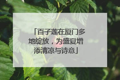 百子莲在厦门多地绽放，为盛夏增添清凉与诗意