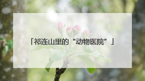 祁连山里的“动物医院”