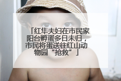 红隼夫妇在市民家阳台孵蛋多日未归，市民将蛋送往红山动物园“抢救”