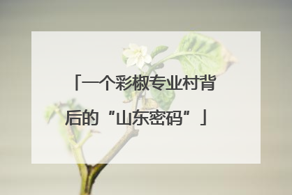 一个彩椒专业村背后的“山东密码”