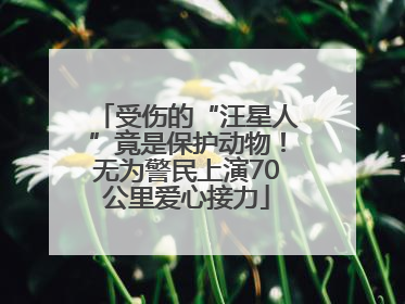 受伤的“汪星人”竟是保护动物！无为警民上演70公里爱心接力