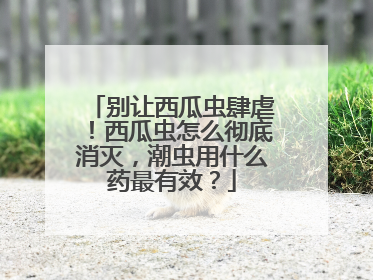 别让西瓜虫肆虐！西瓜虫怎么彻底消灭，潮虫用什么药最有效？