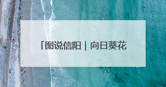 图说信阳｜向日葵花绽放 乡村旅游火热