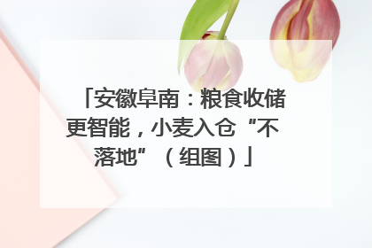 安徽阜南：粮食收储更智能，小麦入仓“不落地”（组图）