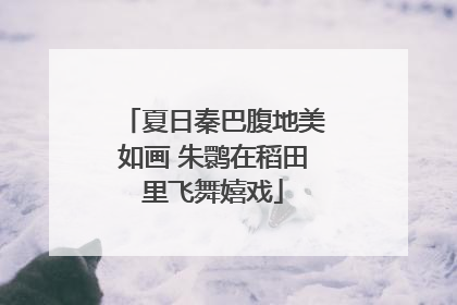 夏日秦巴腹地美如画 朱鹮在稻田里飞舞嬉戏