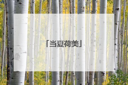 当夏荷美