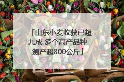 山东小麦收获已超九成 多个高产品种测产超800公斤