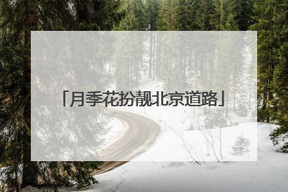 月季花扮靓北京道路