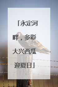 永定河畔，多彩大兴西瓜迎夏日
