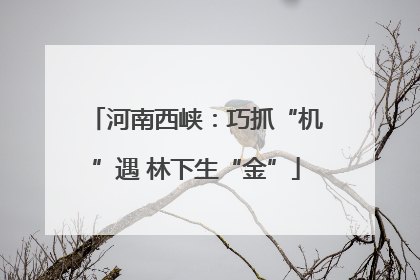 河南西峡：巧抓“机”遇 林下生“金”