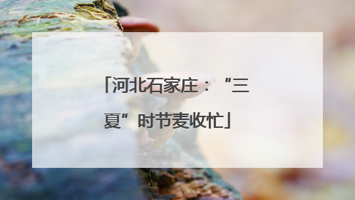 河北石家庄：“三夏”时节麦收忙