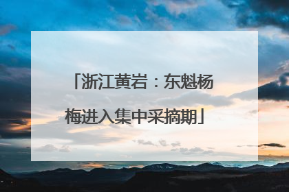 浙江黄岩：东魁杨梅进入集中采摘期
