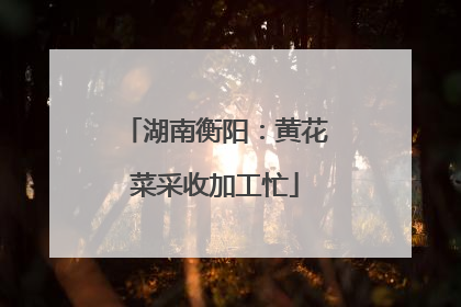 湖南衡阳：黄花菜采收加工忙