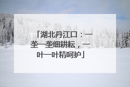 湖北丹江口：一垄一垄细耕耘，一叶一叶精呵护