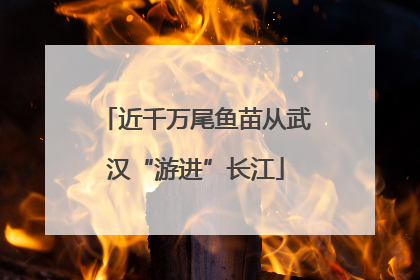 近千万尾鱼苗从武汉“游进”长江
