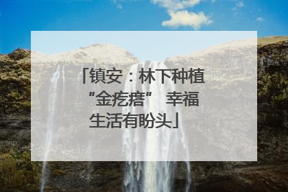 镇安：林下种植“金疙瘩” 幸福生活有盼头