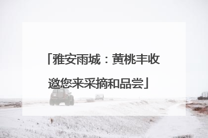 雅安雨城：黄桃丰收 邀您来采摘和品尝