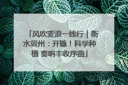 风吹麦浪一线行｜衡水冀州：开镰！科学种植 奏响丰收序曲