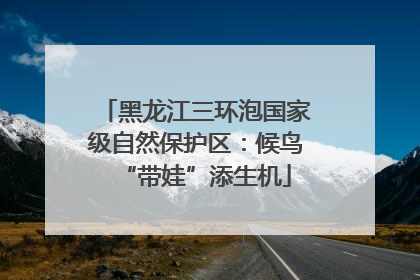 黑龙江三环泡国家级自然保护区：候鸟“带娃”添生机