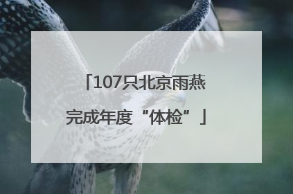 107只北京雨燕完成年度“体检”